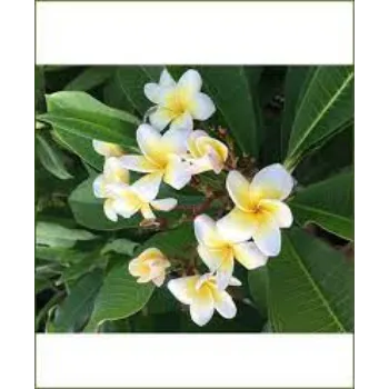 Organic Plumeria Plant