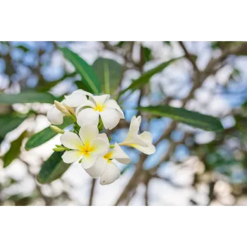 Plumeria Plant