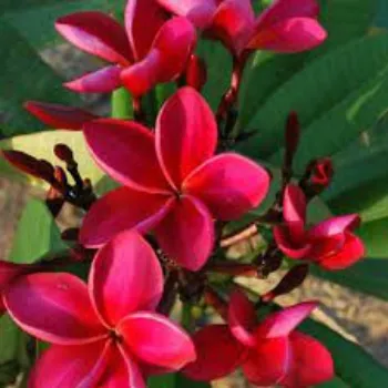 red Plumeria Plant