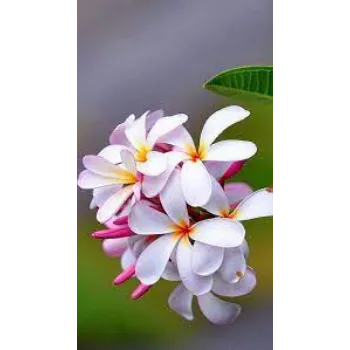 Organic  Plumeria Plant