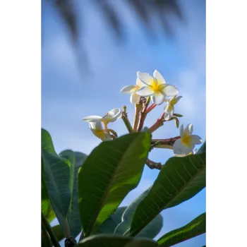 Plumeria Plant