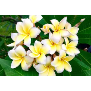 Natural Plumeria Plant