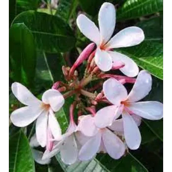 natural lumeria Plant