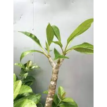 Rare Plumeria Plant