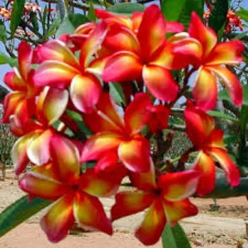 Red Plumeria Plant