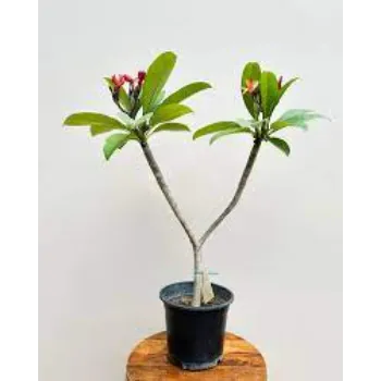 Fresh  Plumeria Plant