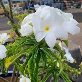 Organic  Plumeria Plant