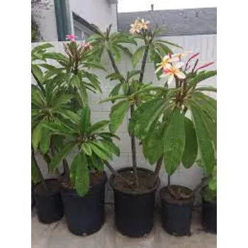 Common  Plumeria Plant