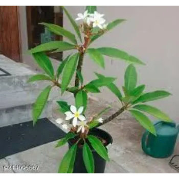 Natural Plumeria Plant