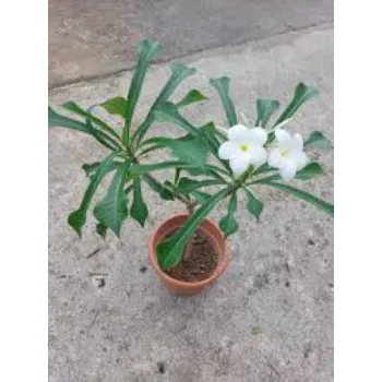 Natural Plumeria Plant
