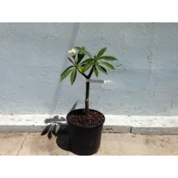 Plumeria Plant