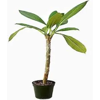 Natural Plumeria Plant