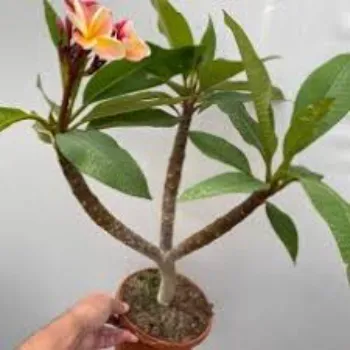 Natural Plumeria Plant