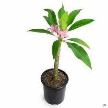 Natural Plumeria Plant