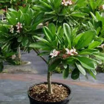 Natural Plumeria Plants