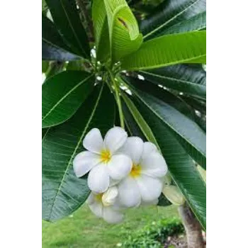 Organic Plumeria Plants