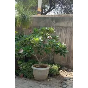 Natural Plumeria Plants