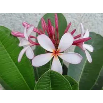 Organic Plumeria Plant