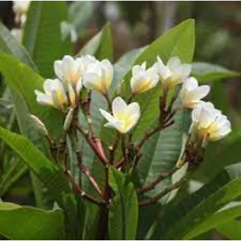 Organic Plumeria Plants