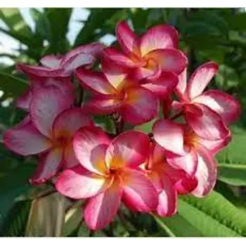 Organic Red Plumeria Frangipani Flower