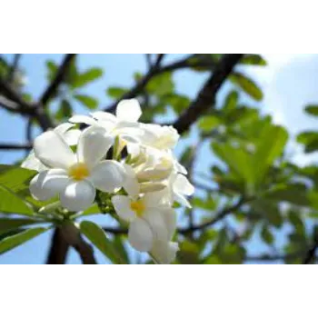 Fresh Plumeria Plant