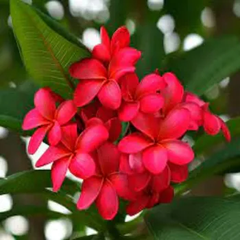 Natural Plumeria Plant