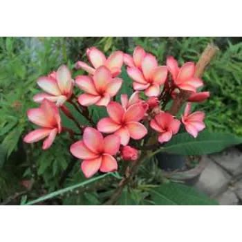 Organic Plumeria Plant
