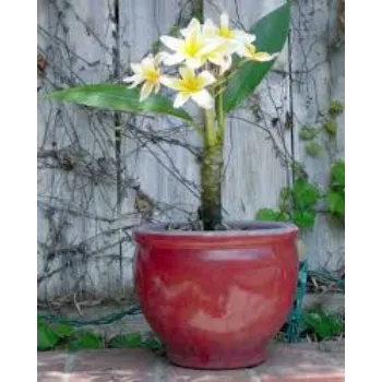 Organic Plumeria Plants