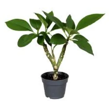 Plumeria Rubra Plant