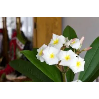 Natural Plumeria Plant