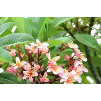 Organic Plumeria Plants