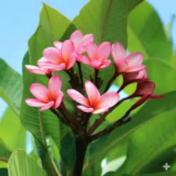 Fresh Plumeria Plant