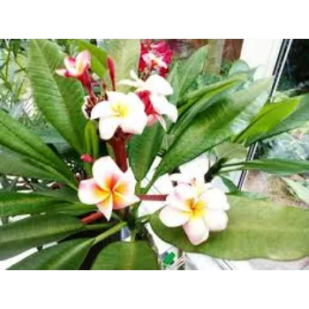 Natural Plumeria Plants