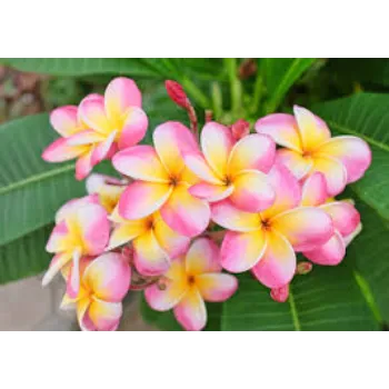 Organic Plumeria Plants