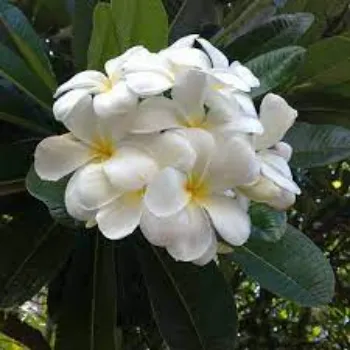 Natural Plumeria Plants
