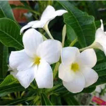 Natural Plumeria Plants