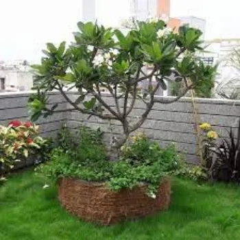 Organic Plumeria Plants