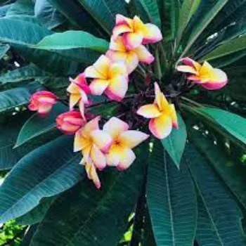 Fresh Plumeria Plants