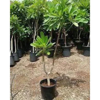 Natural Plumeria Plants