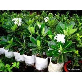 Natural Plumeria Plants