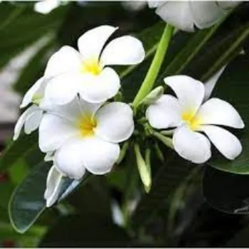 Natural Plumeria Plants