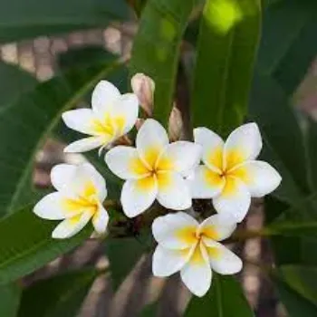 Organic Plumeria Plants