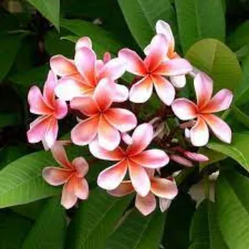 Common Plumeria Plants