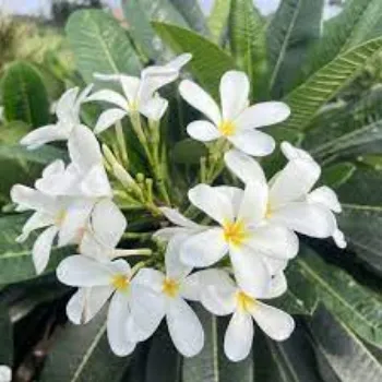 Organic Plumeria Plants