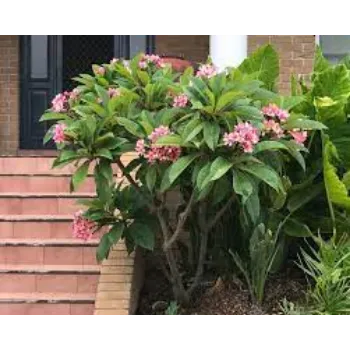 Natural Plumeria Plants