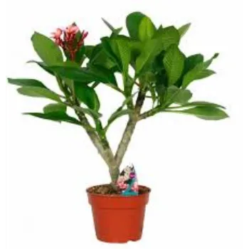Organic Plumeria Plant