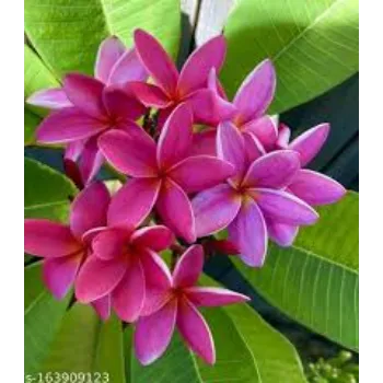 Organic Plumeria  Plant