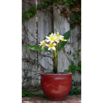 Organic Plumeria Plant