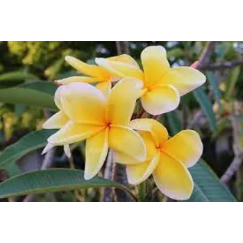 Organic Plumeria  Plant