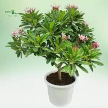 Organic Plumeria  Plant